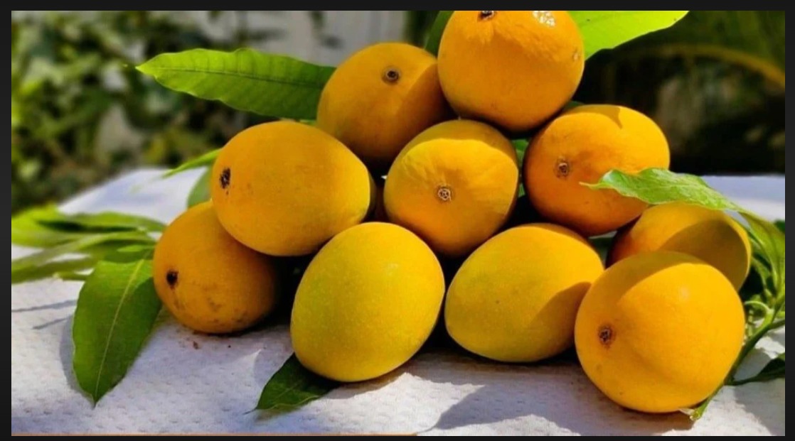 Ripe Alphonso mangoes on tree